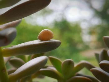 Close-up of fruit growing on tree