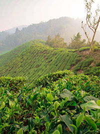 Scenic view of agricultural field