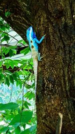 Close-up of tree trunk