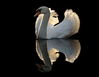 Close-up of swan swimming against black background
