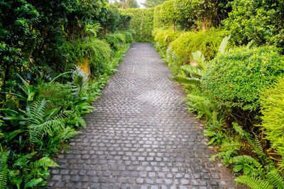 Cobble stone walkway in a beautiful tropical garden