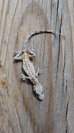 High angle view of animal skull