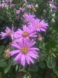 Close-up of pink flowers blooming outdoors