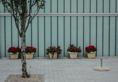 Flowers growing in pot