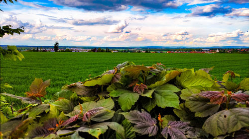 Close-up of fresh green field against sky