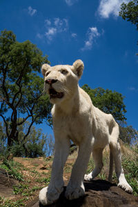 Lion on rock at grassy field against sky