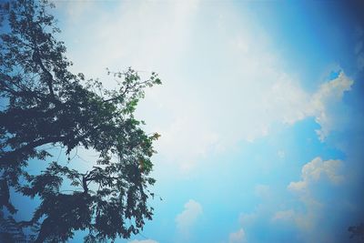 Low angle view of trees against blue sky