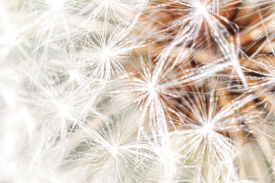 Close-up of dandelion against white wall