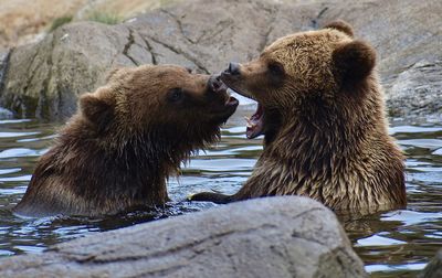 Bear cubs playing in water