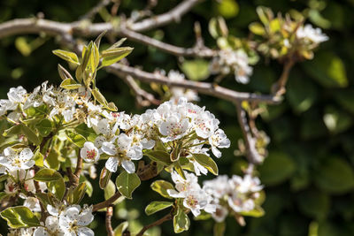 Close-up of white flowering plant