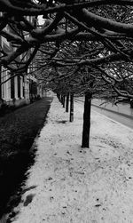 Treelined footpath along bare trees