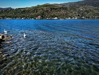 View of birds swimming in lake