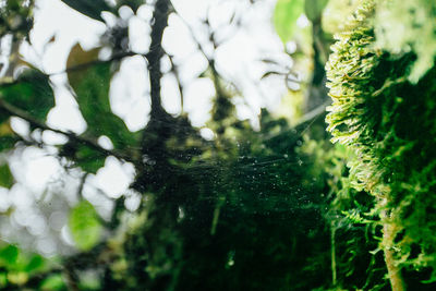 Close-up of fresh green leaves in water