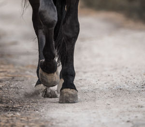 Low section of a horse