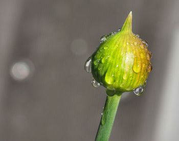 Close-up of raindrops on leaf