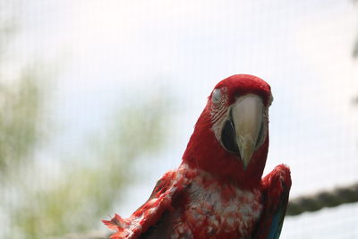 Close-up of parrot perching