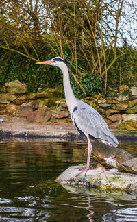 Side view of a bird on rock