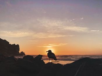 Silhouette bird on rock by sea against sky during sunset