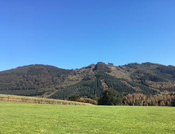 Scenic view of field against clear blue sky