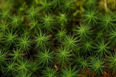 Full frame shot of cactus plants growing on field