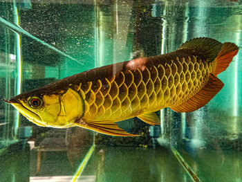 Fish swimming in aquarium