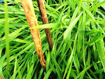 Full frame shot of wheat