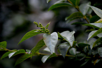 Close-up of flowering plant leaves