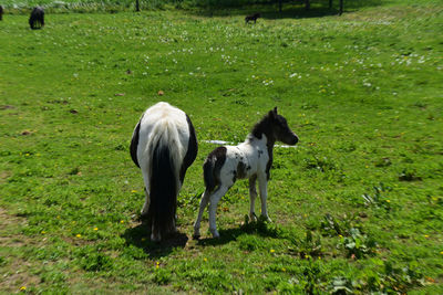 pasture