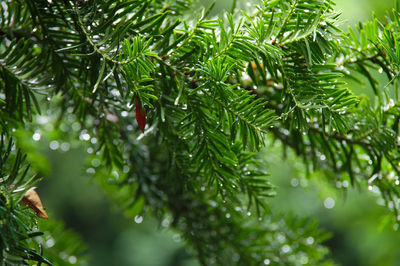Droplets on evergreens
