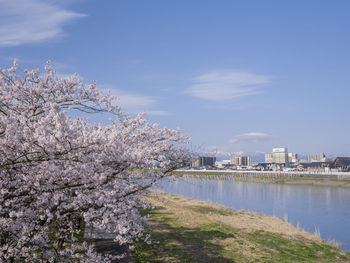 Cherry blossom by canal against sky