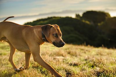 Close-up of dog against sky