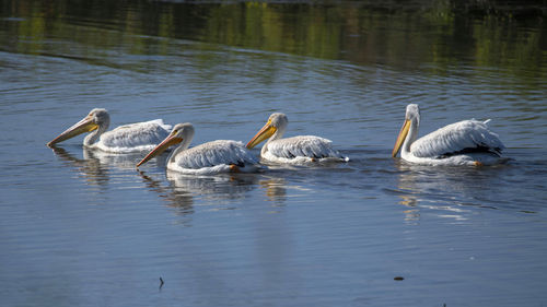 Swans swimming in lake