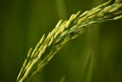 Close-up of wheat growing on field