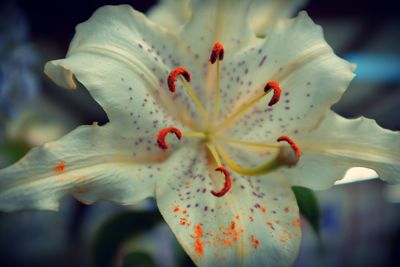 Close-up of white flower