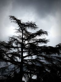 Low angle view of silhouette tree against sky