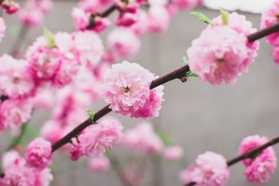 Fool bloom of pastel pink flowers of oriental chinese cherry sakura tree. cherry blossoms tree.