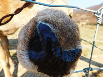 Close-up of cat