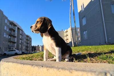 pet