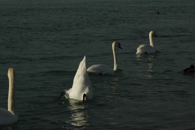 Swans swimming in water