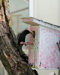 Close-up of birds in birdhouse