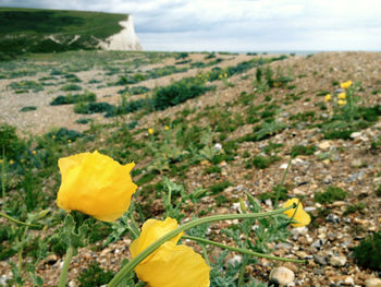 Close-up of yellow flowering plants on land