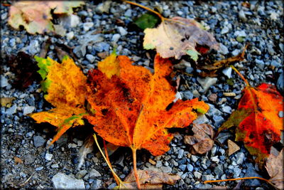 Close-up of maple leaves on tree during autumn