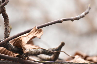 Close-up of dry leaves on branch