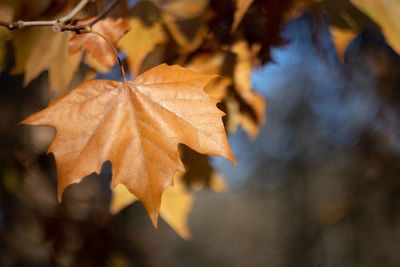 Close-up of dried leaves