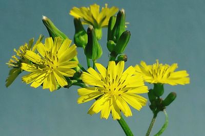 Close-up of yellow flowers