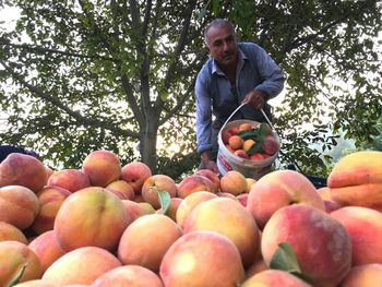 Farmer harvesting peaches on field against tree