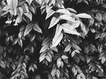 Full frame shot of leaves on plant in field