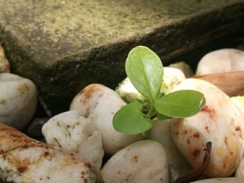 High angle view of vegetables on pebbles