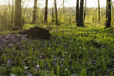 Scenic view of forest