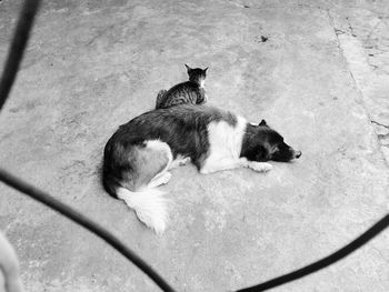 View of resting cat and dog